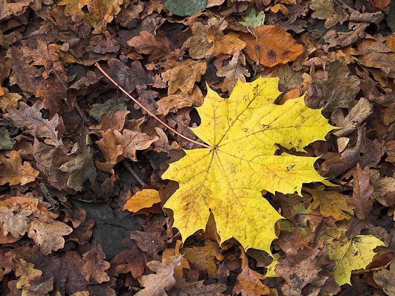 Yellow leaf *