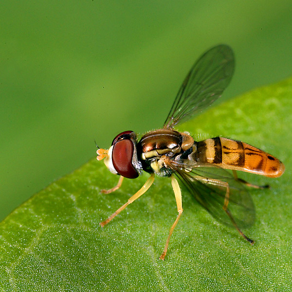 Fly fetish *