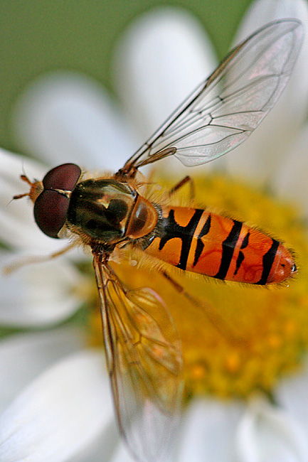 * unusual colors