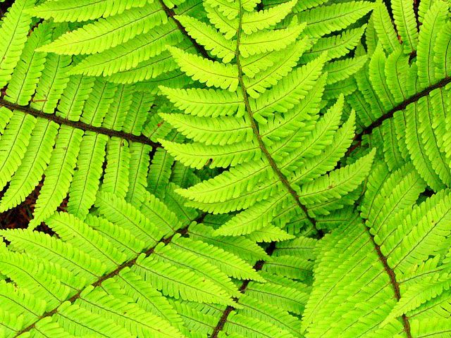 Fern*
