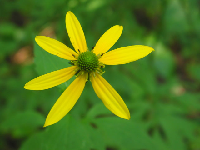 Yellow Star*