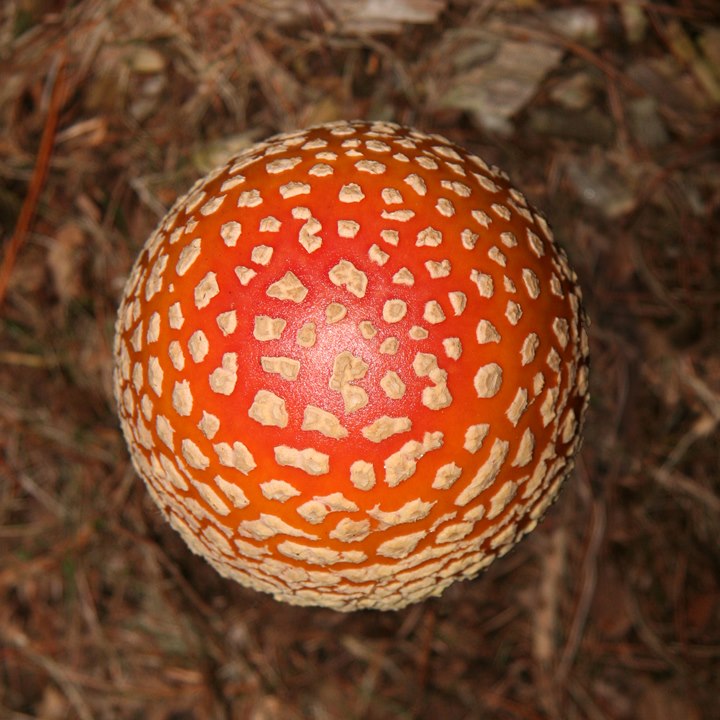 Amanita Muscaria