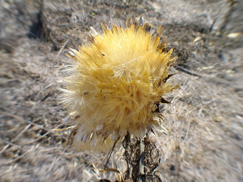 Thistle seeds*