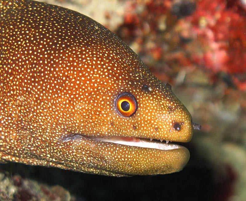 Goldentail Moray Eel*