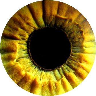 My Eye *