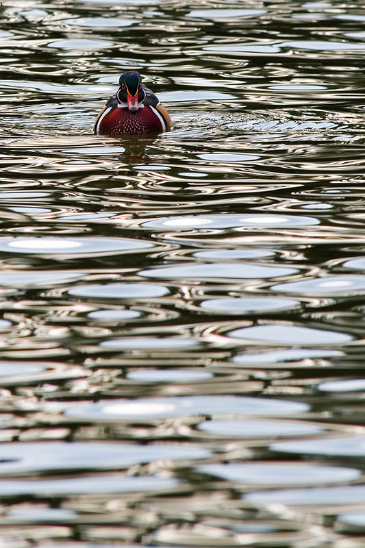 9th<br>Duckie<br>by Bruce Jones