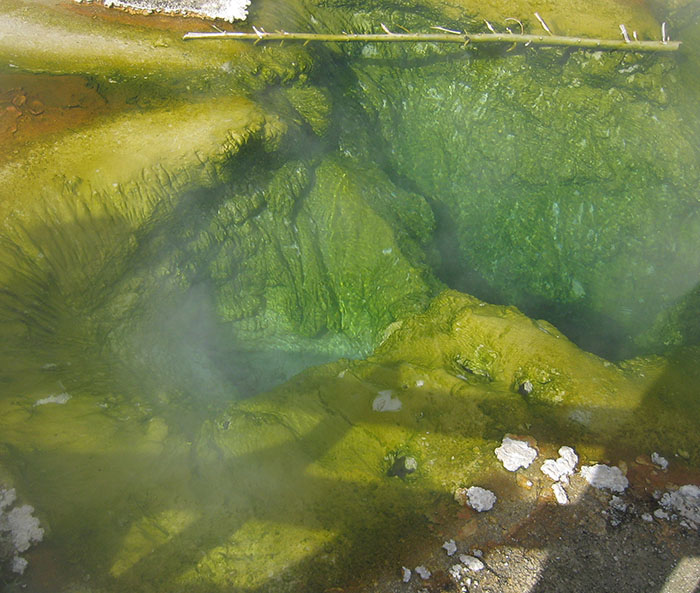 High Temp Algae