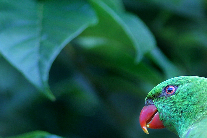 Parrot Head