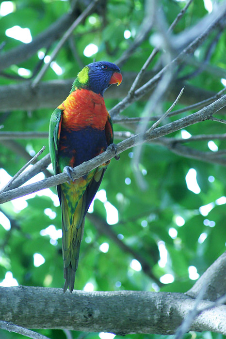 Polly