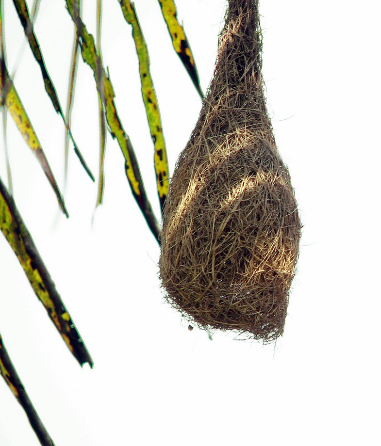 Weavers Nest