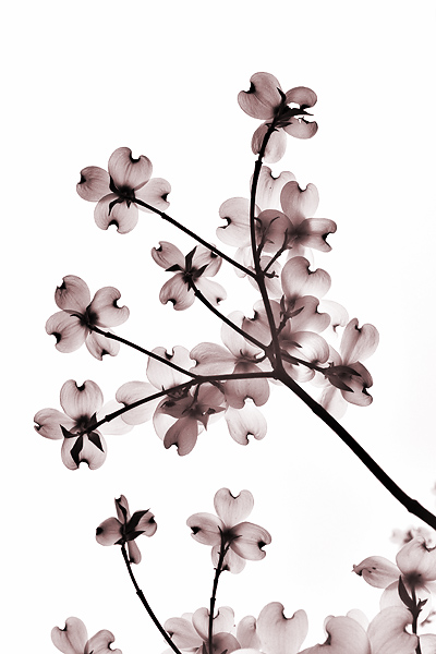 3rd: Flowery Branch by Cat