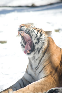 A_MG_6780_BronxZooYawnRAW.jpg