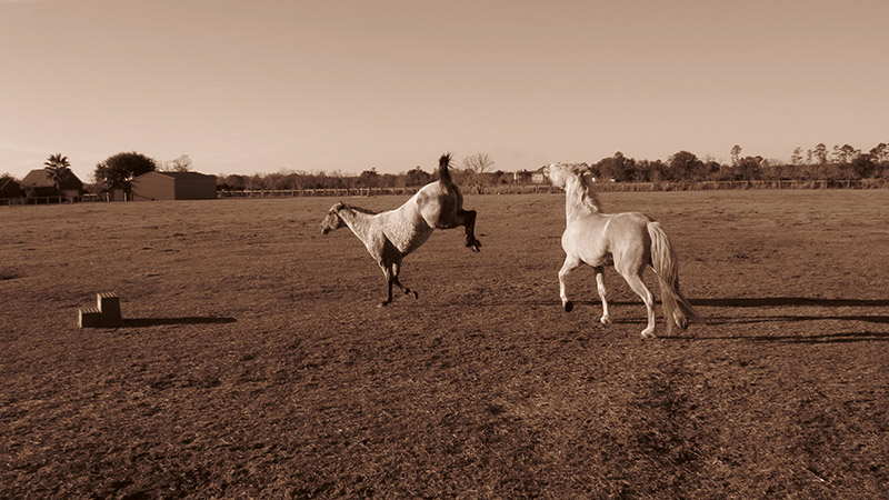 Horsing Around