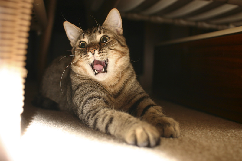 Dont Bother Me