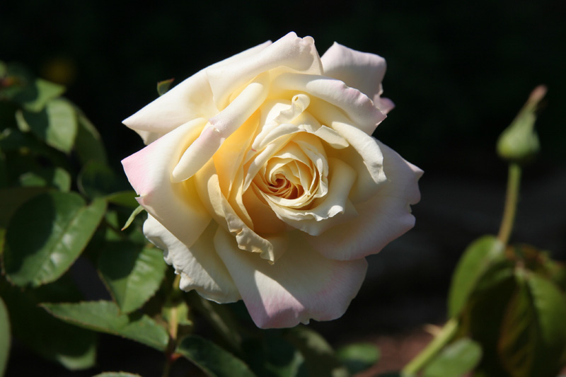 A Rose