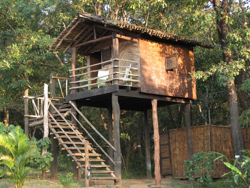 Treetop