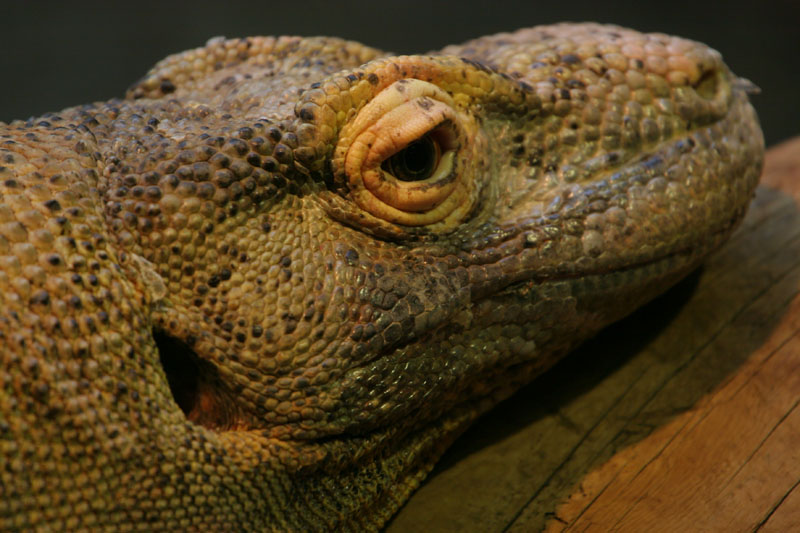 Komodo Dragon