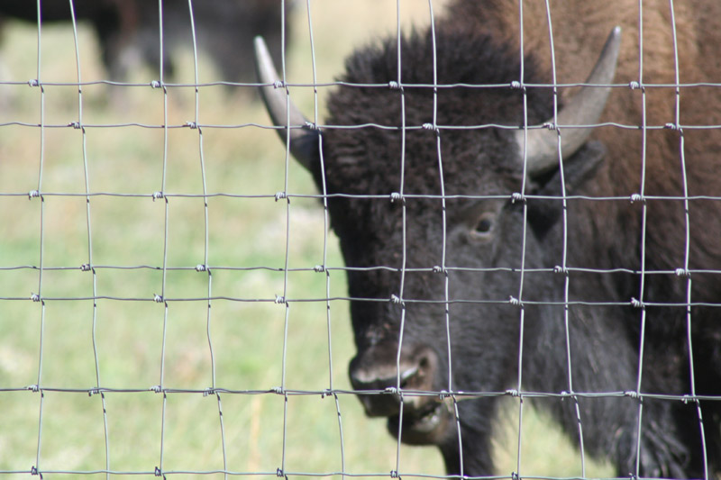 Tatanka Fenced In