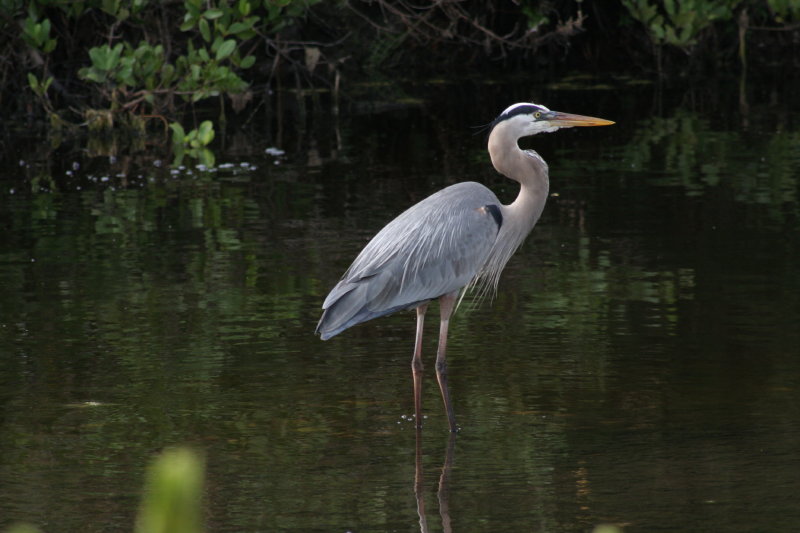 Great Blue Heron