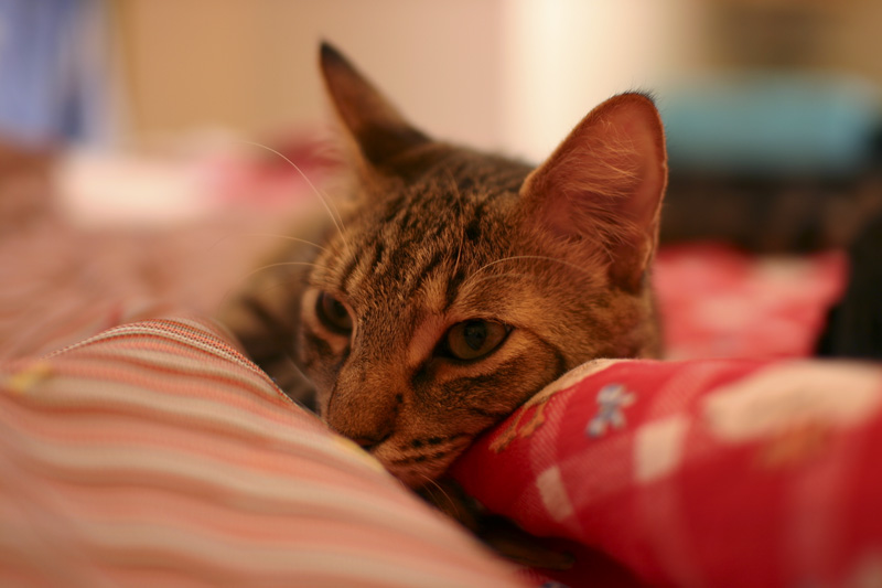 Just Being Lazy