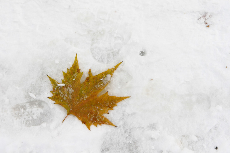 Maple Leaf