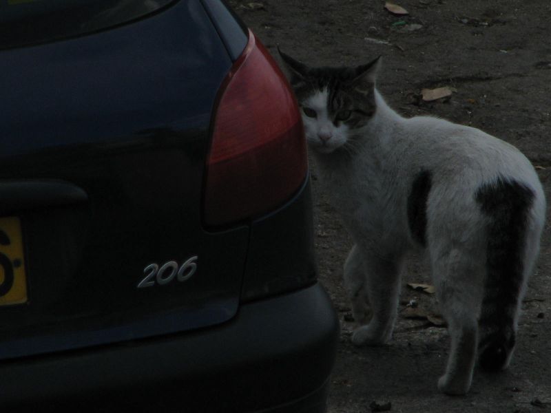 Dark Suspicion