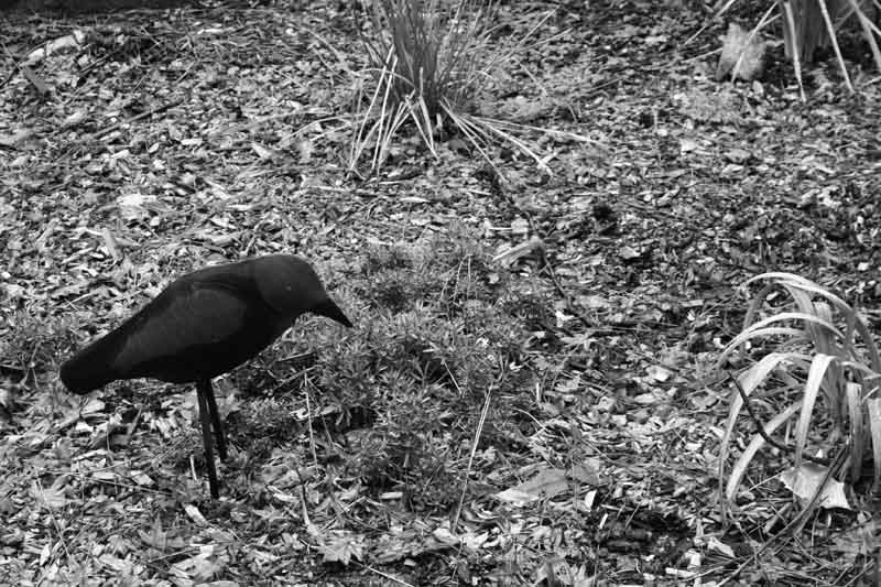 The Crow
