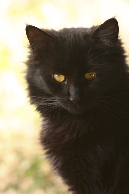 Neighbors Outside Cat