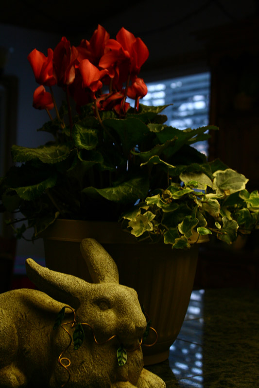 Rabbit and Cyclamen