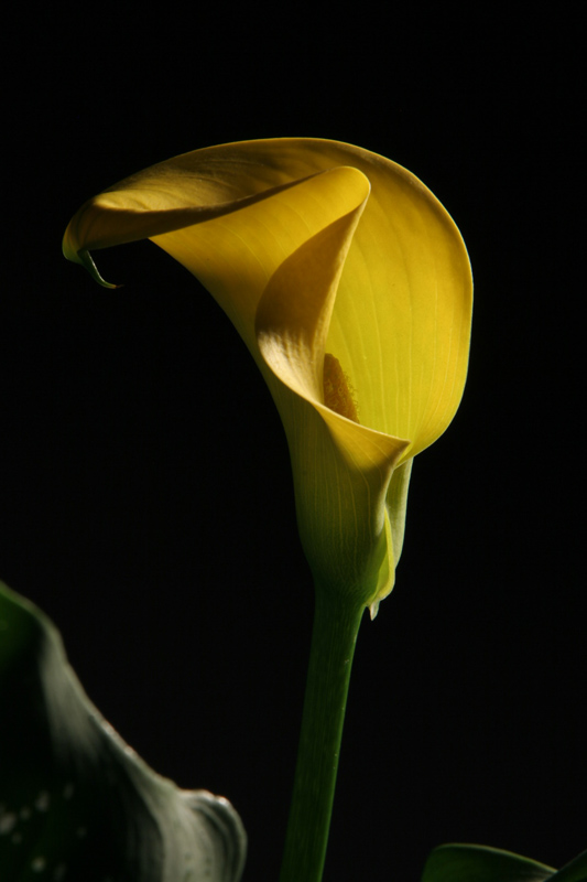 9th Place Yello Calla By Cat