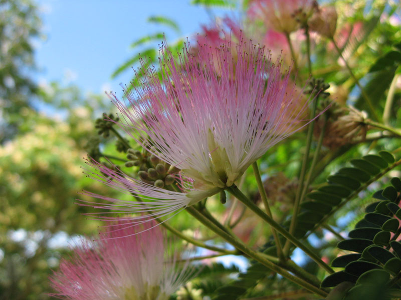 Silk Tree