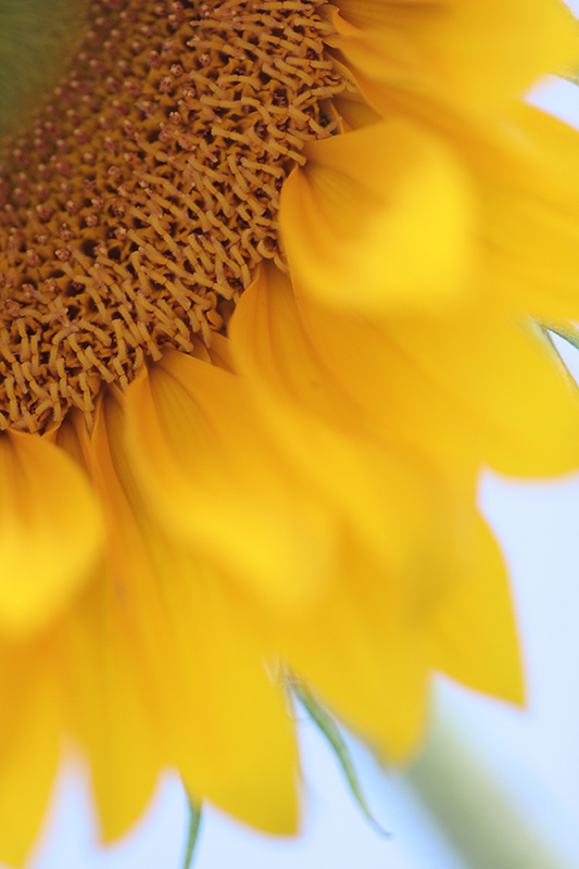 Helianthus