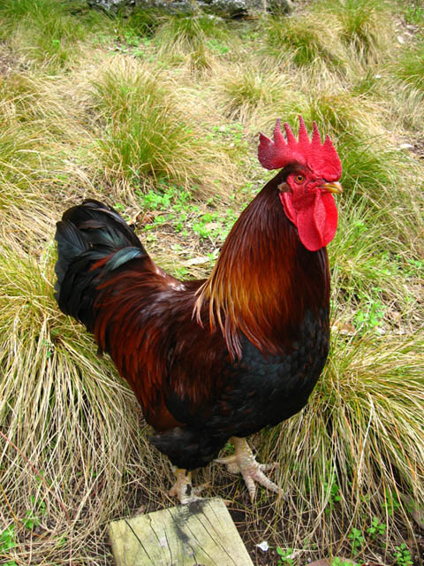 Red Rooster