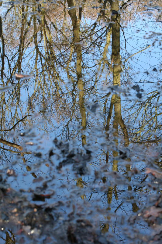 Muddied Reflections
