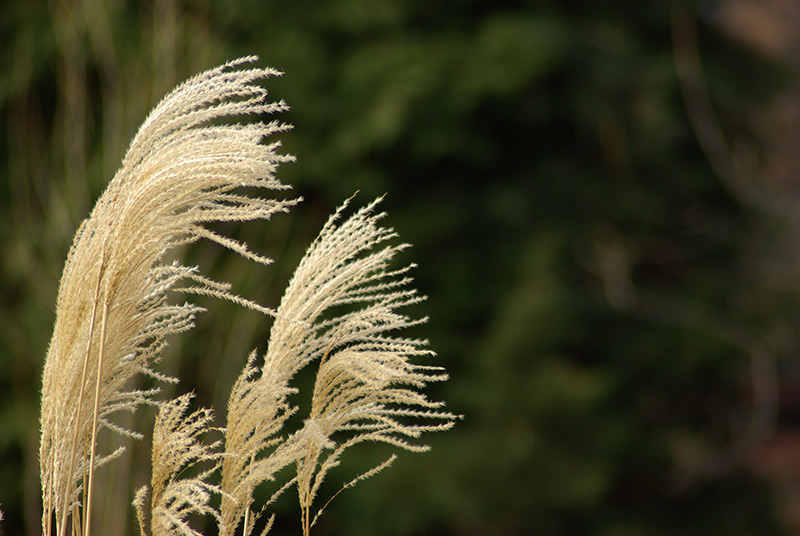 Blowin in the wind
