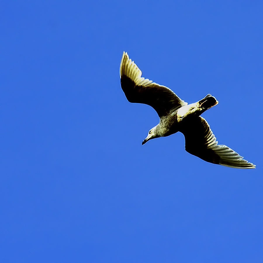 Seagull
