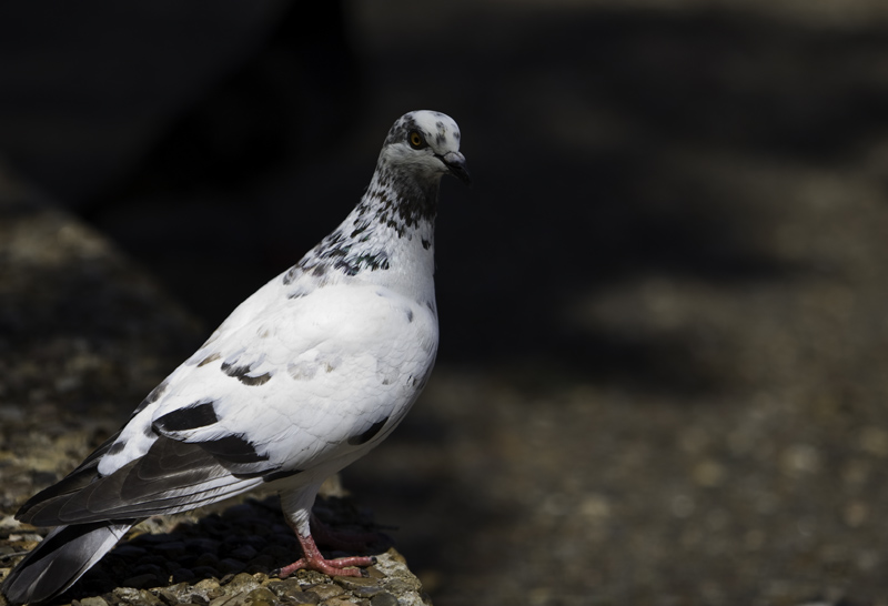 White Pigeon
