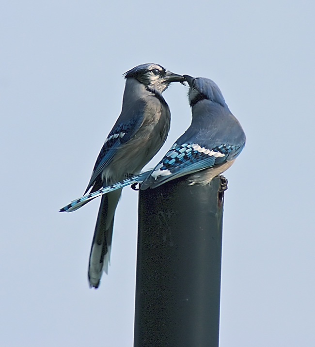Bluejays - Lovebirds