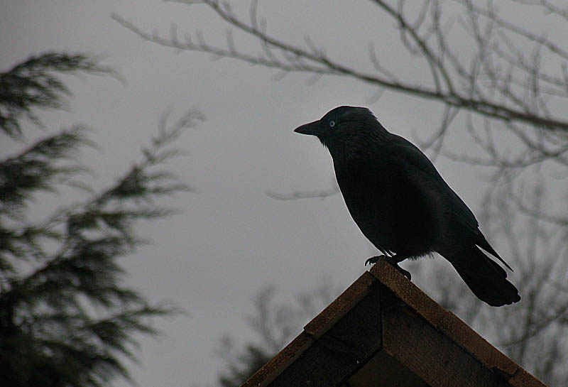 Jackdaw silhouette