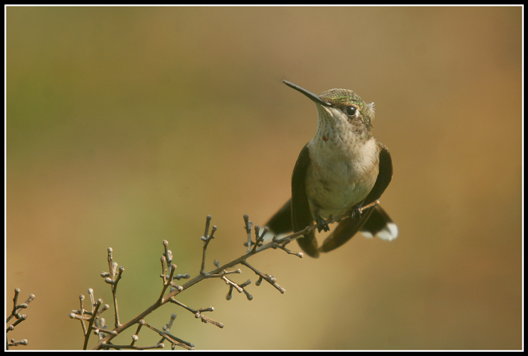 A Hummer of a Shot