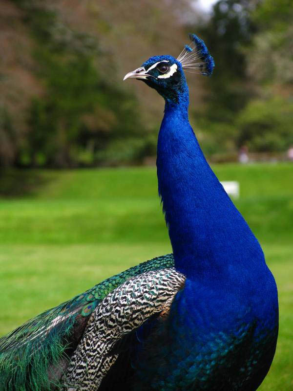 Peacock Struts his stuff