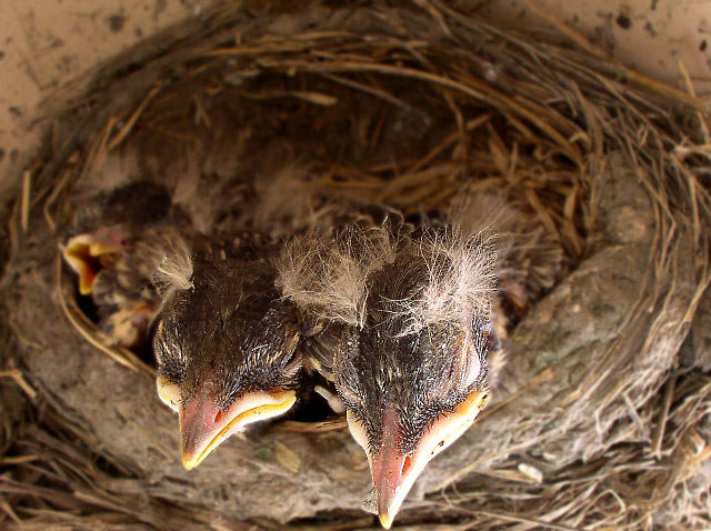 Adolescent
