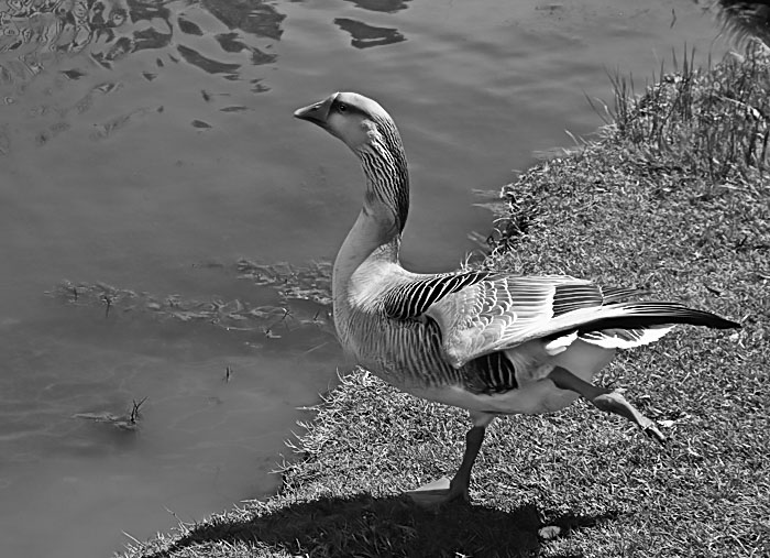 Running Leap