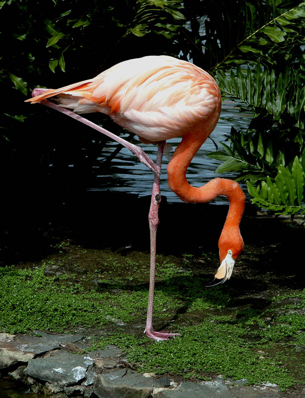 ON ONE LEG