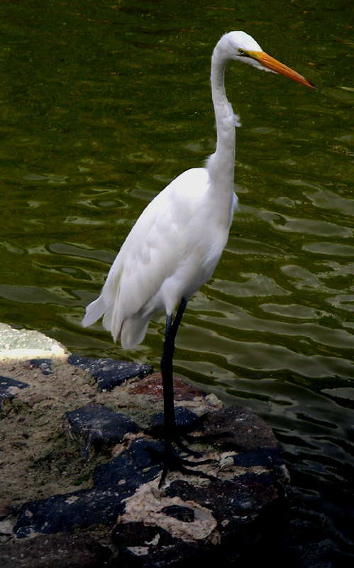 EGRET