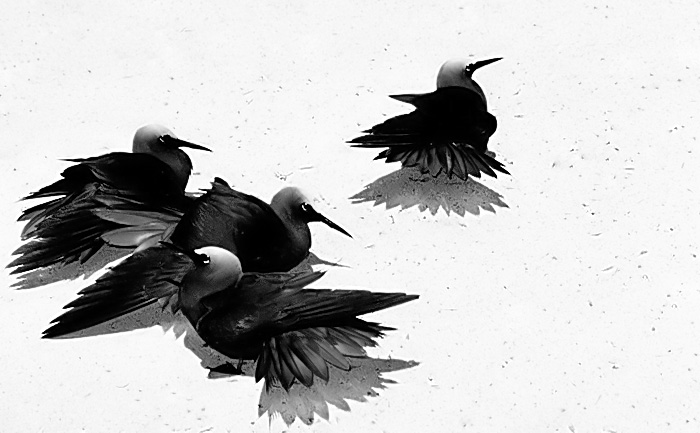 Black Noddy Terns