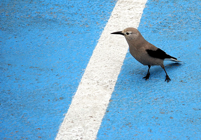 Clarks Nutcracker
