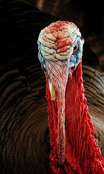 Testy Turkey
