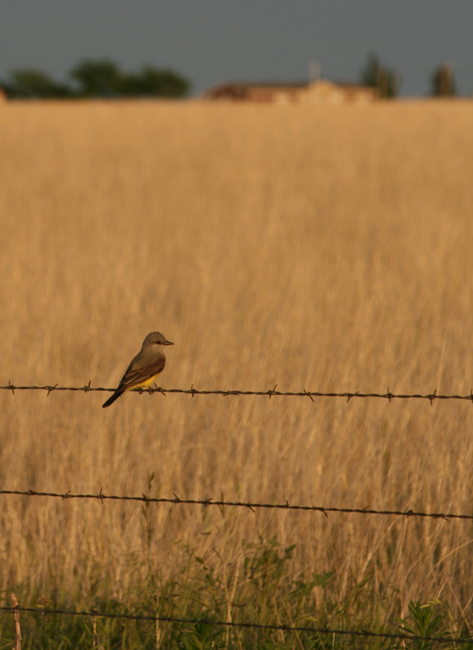 Little Bird on the Prairie