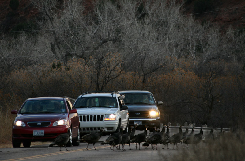 Turkey Crossing